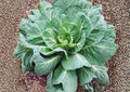Champion Collard Greens Seeds – Heirloom Vegetable Seeds for Garden, Non-GMO, Cold Hardy Southern Greens, Large Tender Leaves, 200+ Seeds