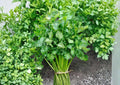 Tendercrisp Celery Seeds 1500+ Heirloom Vegetable Seeds for Garden Planting, Crisp Stringless Stalks, High Yield, High-Quality Celery Variety