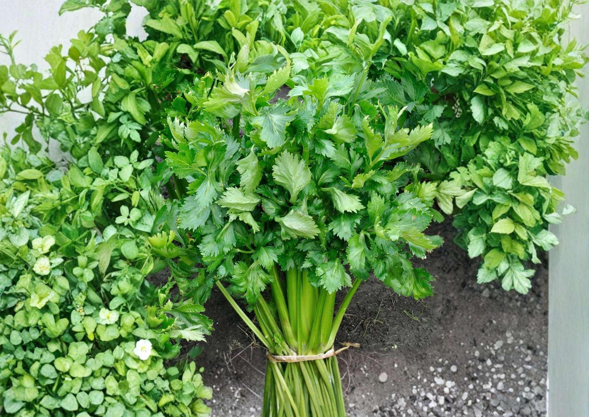Tendercrisp Celery Seeds 1500+ Heirloom Vegetable Seeds for Garden Planting, Crisp Stringless Stalks, High Yield, High-Quality Celery Variety