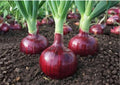 Red Cipollini Onion Seeds – Heirloom Italian Flat Sweet Onion Variety for Garden Planting, Gourmet Small Bulbs, High Yield, Fresh Stock