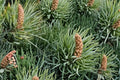 Bristlecone Pine Seeds – Pinus aristata – Drought Tolerant Conifer with Blue-Green Needles