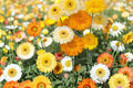 Calendula Seeds Mix – Calendula officinalis Flower Seeds for Garden Beds & Containers – Bright Orange, Yellow & Red Blooms