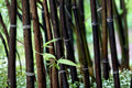 Black Bamboo Seeds – Phyllostachys nigra, Ornamental Grass for Landscaping & Privacy Screening
