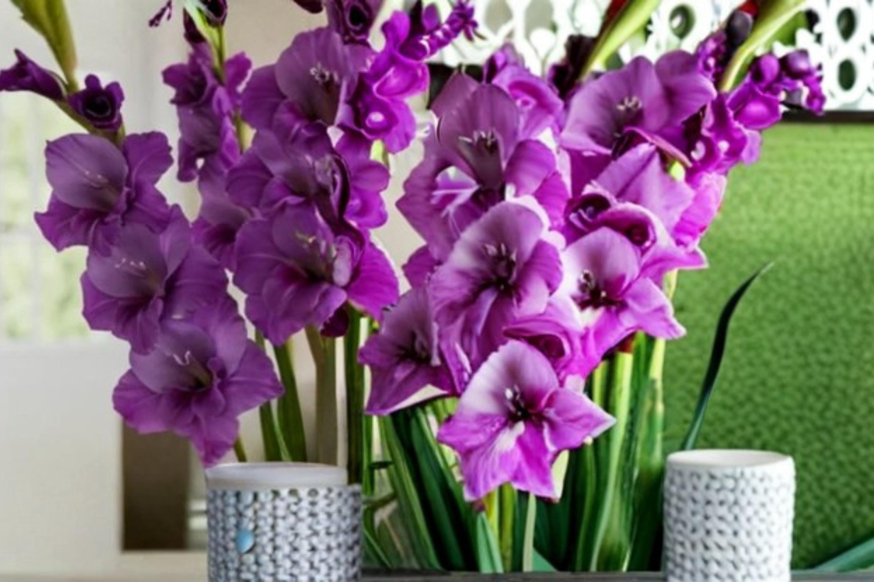 Purple Gladiolus Bulbs – Gladiolus hortulanus, Summer Flowering, Tall Ornamental Bulb for Garden Beds & Borders