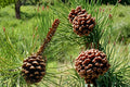 Ponderosa Pine Seeds – Pinus ponderosa – Evergreen Conifer Tree for Landscaping & Reforestation