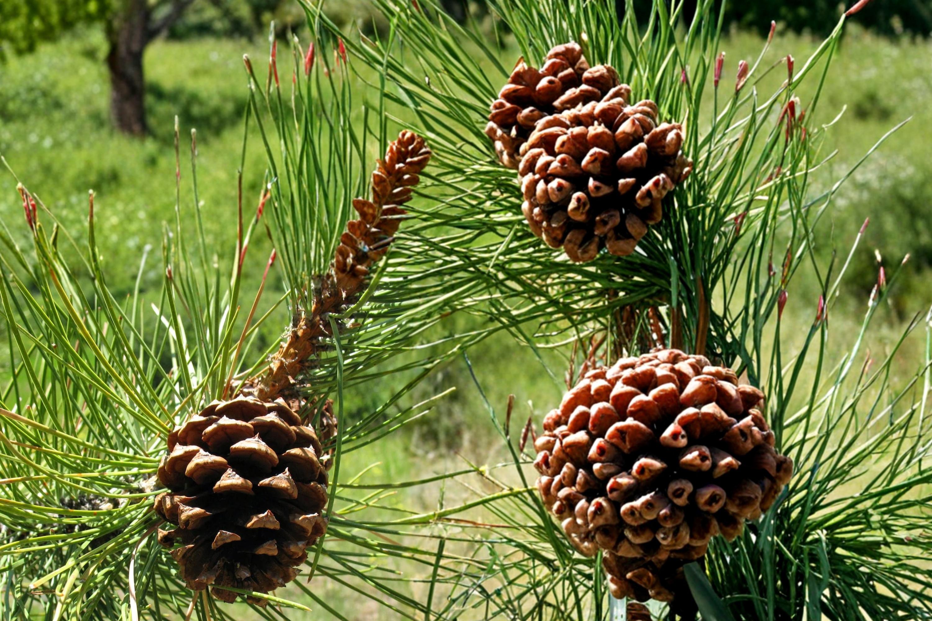 Ponderosa Pine Seeds – Pinus ponderosa – Evergreen Conifer Tree for Landscaping & Reforestation