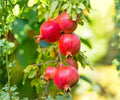 Pomegranate Live Plants Set of 4 | "Wonderful" Variety | Edible Fruit Trees for Outdoor Garden | Punica granatum