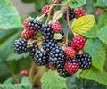 Blackberry Live Plants Set of 4 | Fruit Bushes for Outdoor Garden | Rubus fruticosus | Edible Landscaping & Berry Harvest