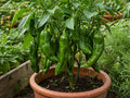 Hot Hatch Big Jim Chili Pepper Seeds – Heirloom, Non-GMO Vegetable Garden Planting, Open-Pollinated, Classic Chili Pepper Variety