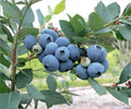 Blueberry Live Plants Set of 4 | Biloxi Variety | Sweet Fruit, Early Harvest, Self-Pollinating | Outdoor Garden, Container Growing