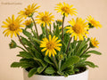 Heirloom Meadow Arnica Seeds 3-Pack Non-GMO Wildflower Garden Planting Bright Yellow Daisy-Like Blooms