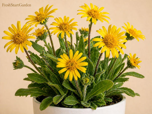 Heirloom Meadow Arnica Seeds 3-Pack Non-GMO Wildflower Garden Planting Bright Yellow Daisy-Like Blooms