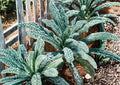 Blue Scotch Vates Kale Seeds – Heirloom Cold Hardy Vegetable Seeds for Garden, Curled Blue Green Leaves, Easy to Grow
