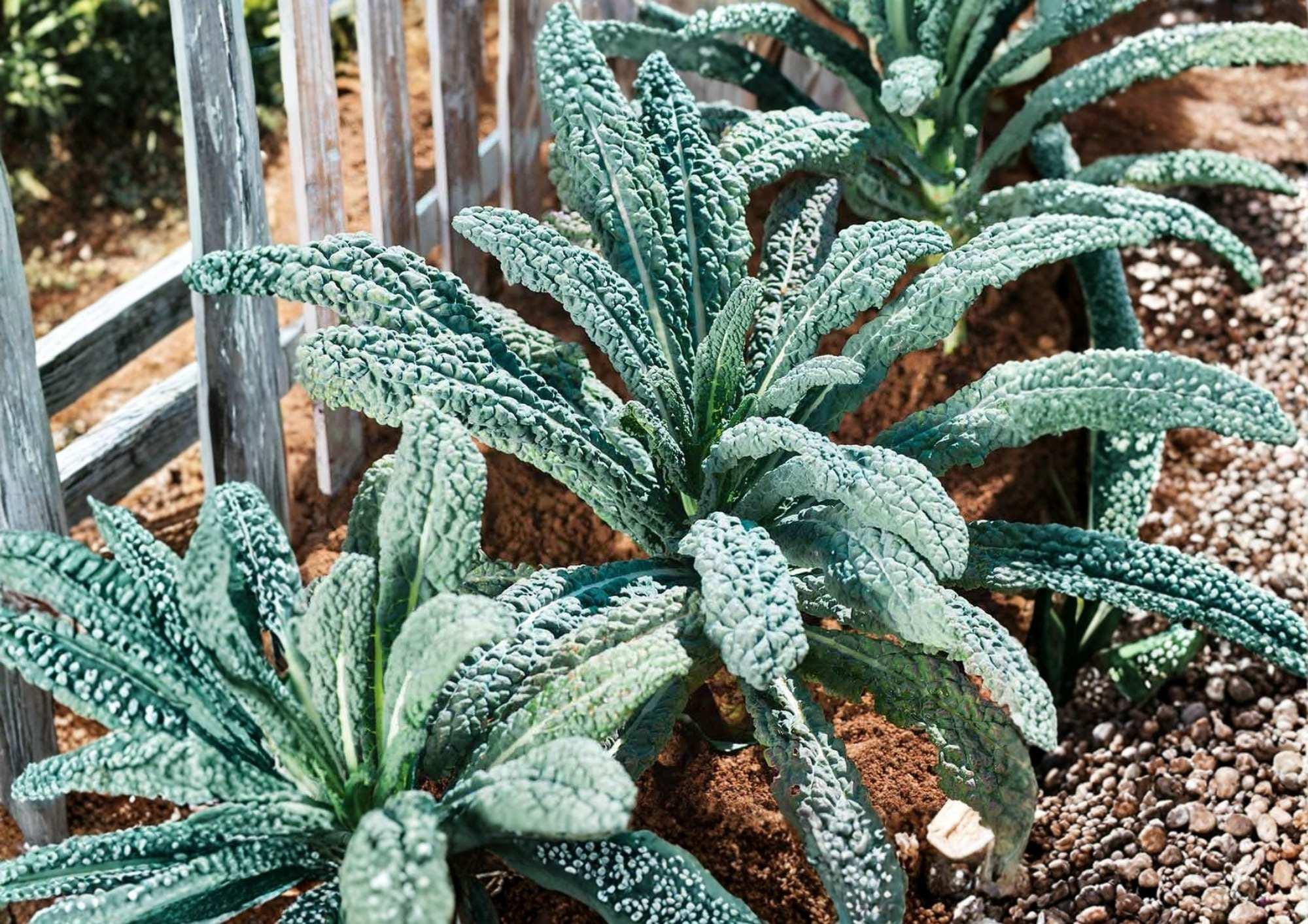 Blue Scotch Vates Kale Seeds – Heirloom Cold Hardy Vegetable Seeds for Garden, Curled Blue Green Leaves, Easy to Grow