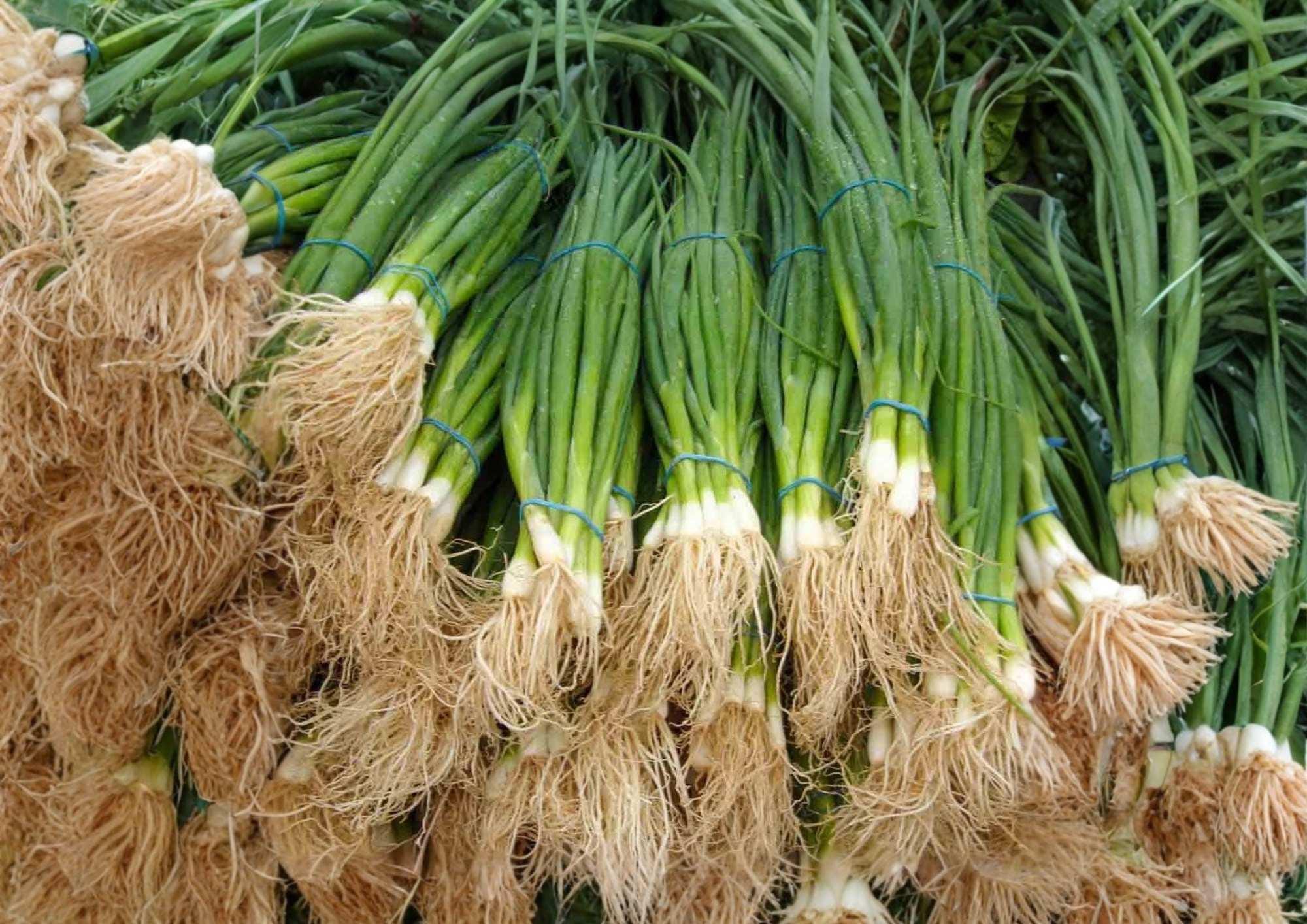 Tokyo Long White Bunching Onion Seeds – Heirloom Green Onion Seeds for Garden Planting, Mild Flavor, Scallion, Vegetable Seeds