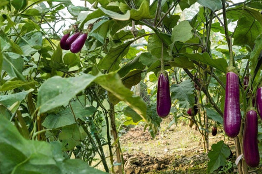 Long Purple Eggplant Seeds – Solanum melongena, Herbaceous Annual, Purple Fruit, Garden & Container Vegetable, 50 Seeds