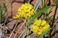 Sulfurflower Buckwheat Seeds (100) | Native Wildflower for Pollinators, Drought Tolerant, Eriogonum umbellatum