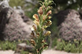 Giant Lousewort Seeds 100 Pedicularis procera Native Wildflower for Pollinators & Biodiversity Gardens