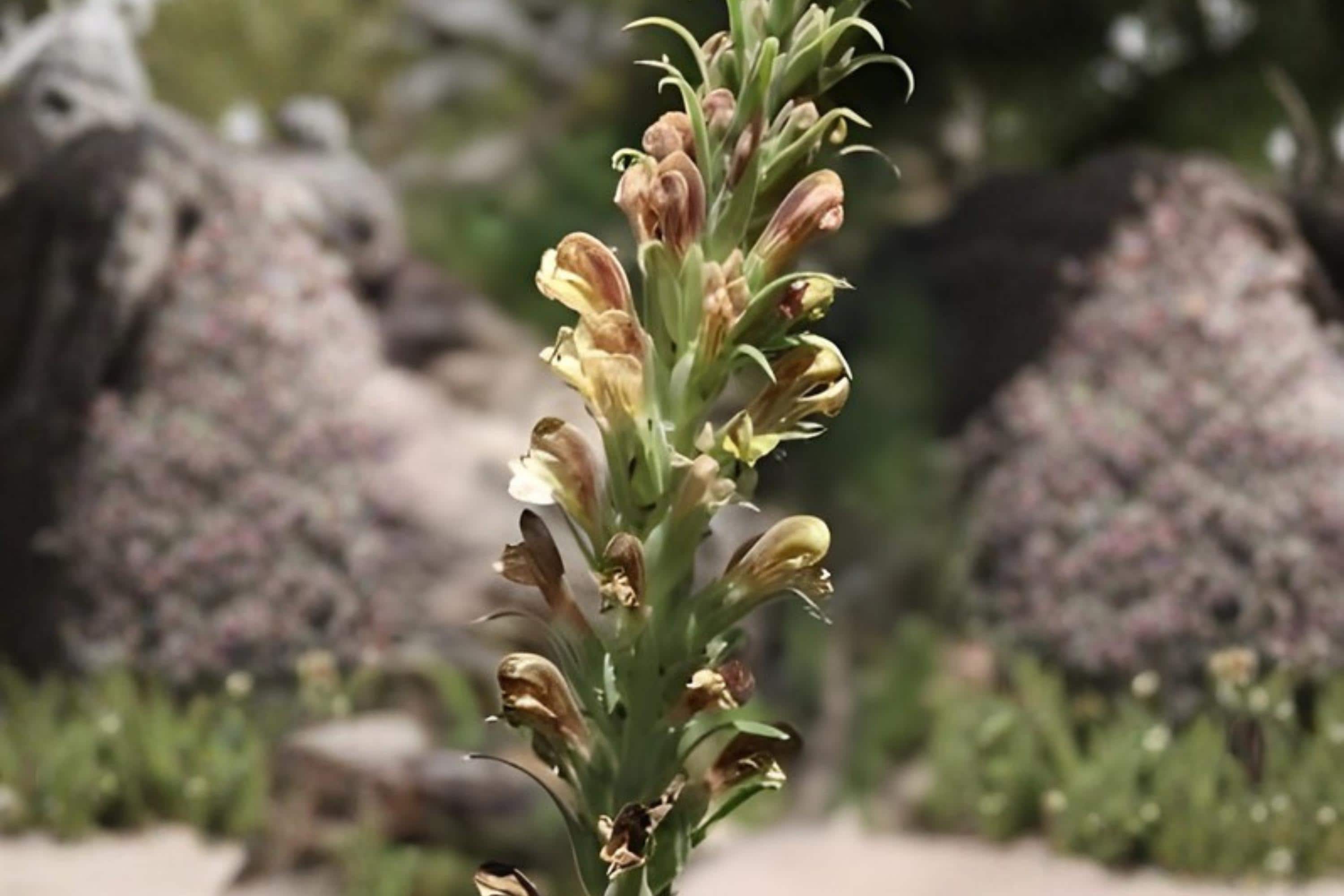 Giant Lousewort Seeds 100 Pedicularis procera Native Wildflower for Pollinators & Biodiversity Gardens