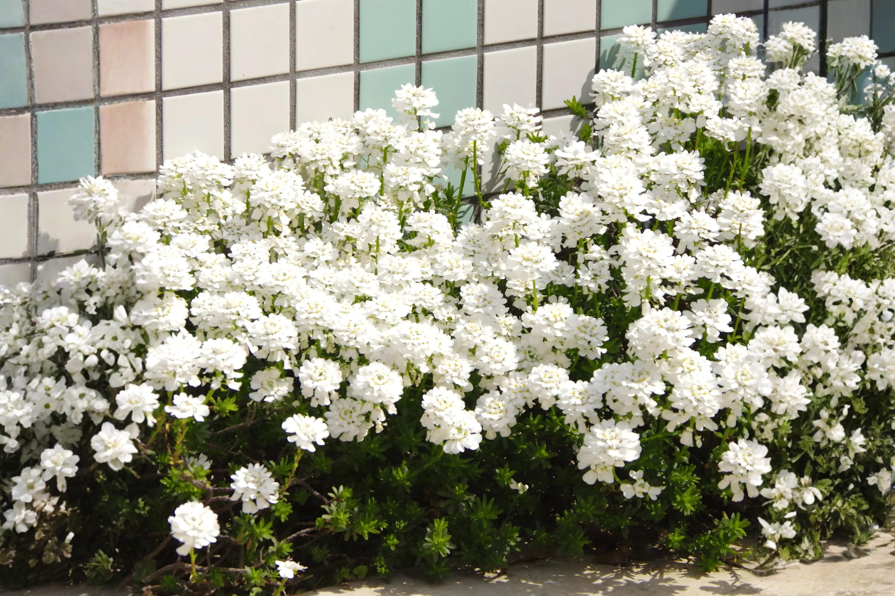 Empress Candytuft Seeds (100) | Iberis amara | White Flowering Border & Cottage Garden Plant