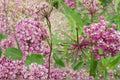 Rose Milkweed Seeds – Asclepias incarnata – Pink Flowers, Perennial Herbaceous Plant for Wetlands & Borders