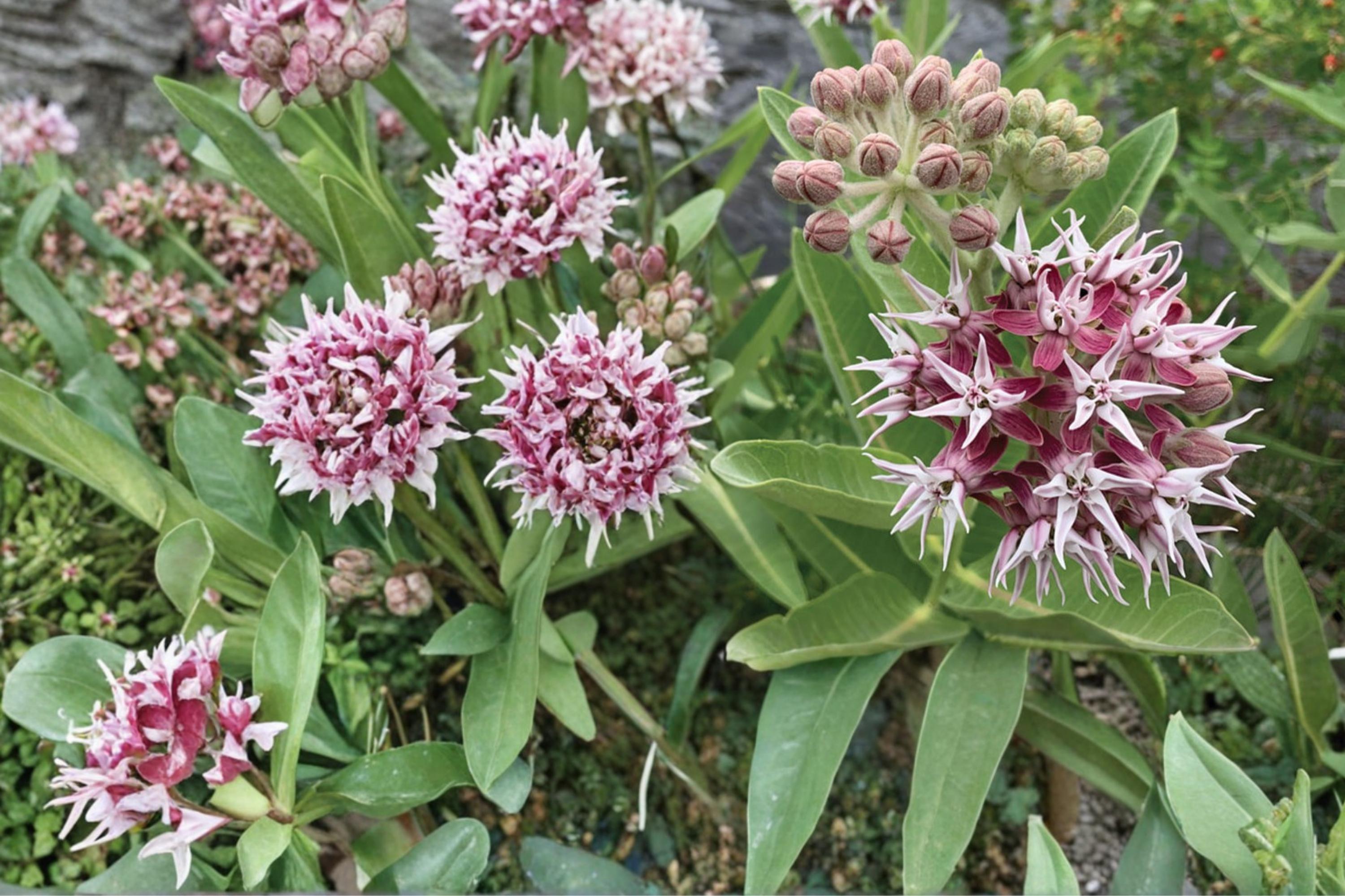 Showy Milkweed Seeds 15 Asclepias speciosa Perennial Pink Lavender Wildflower Native Plant