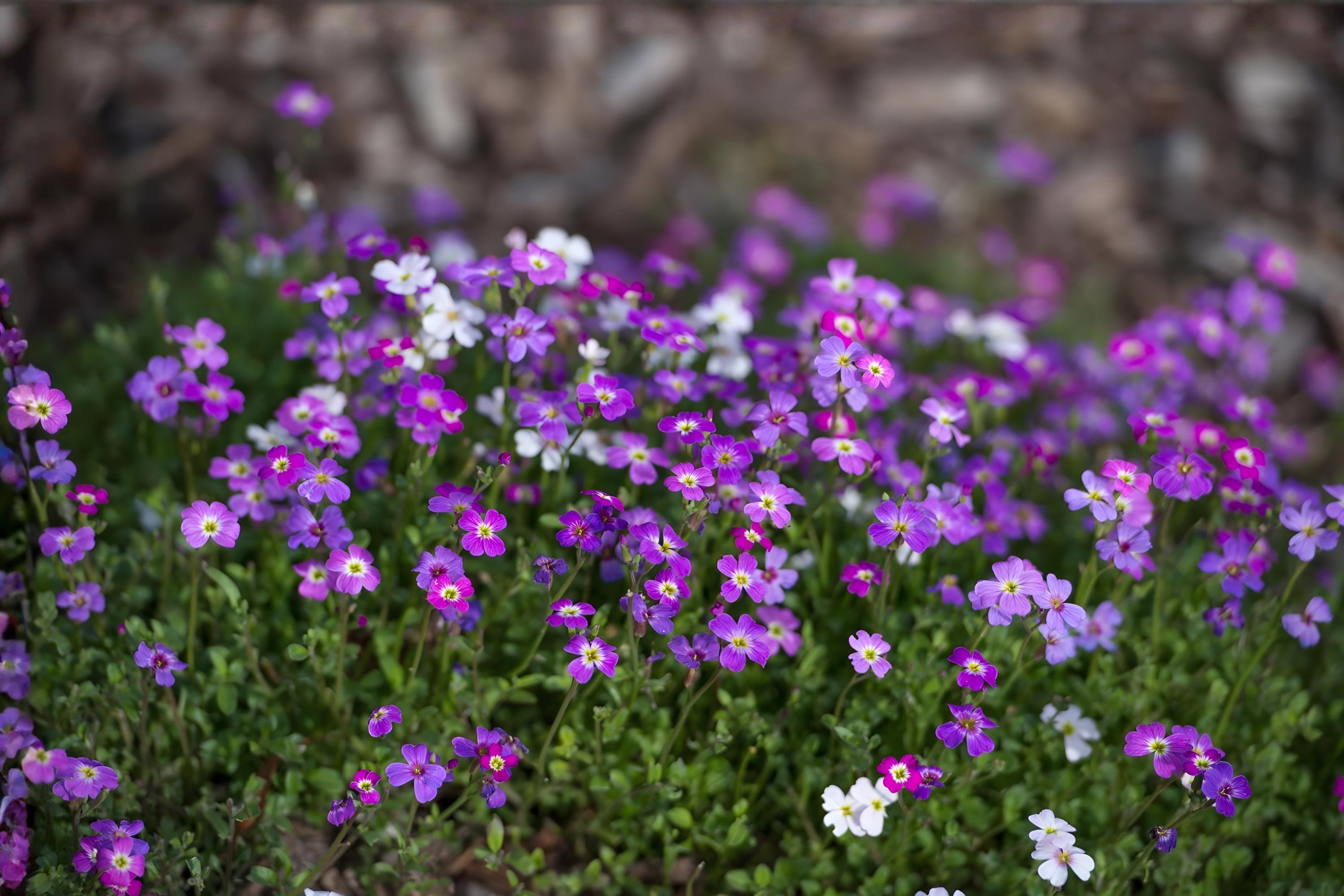 Virginia Stock Flower Seeds (100) | Fragrant Annuals in Pink, Purple & White | Malcolmia maritima