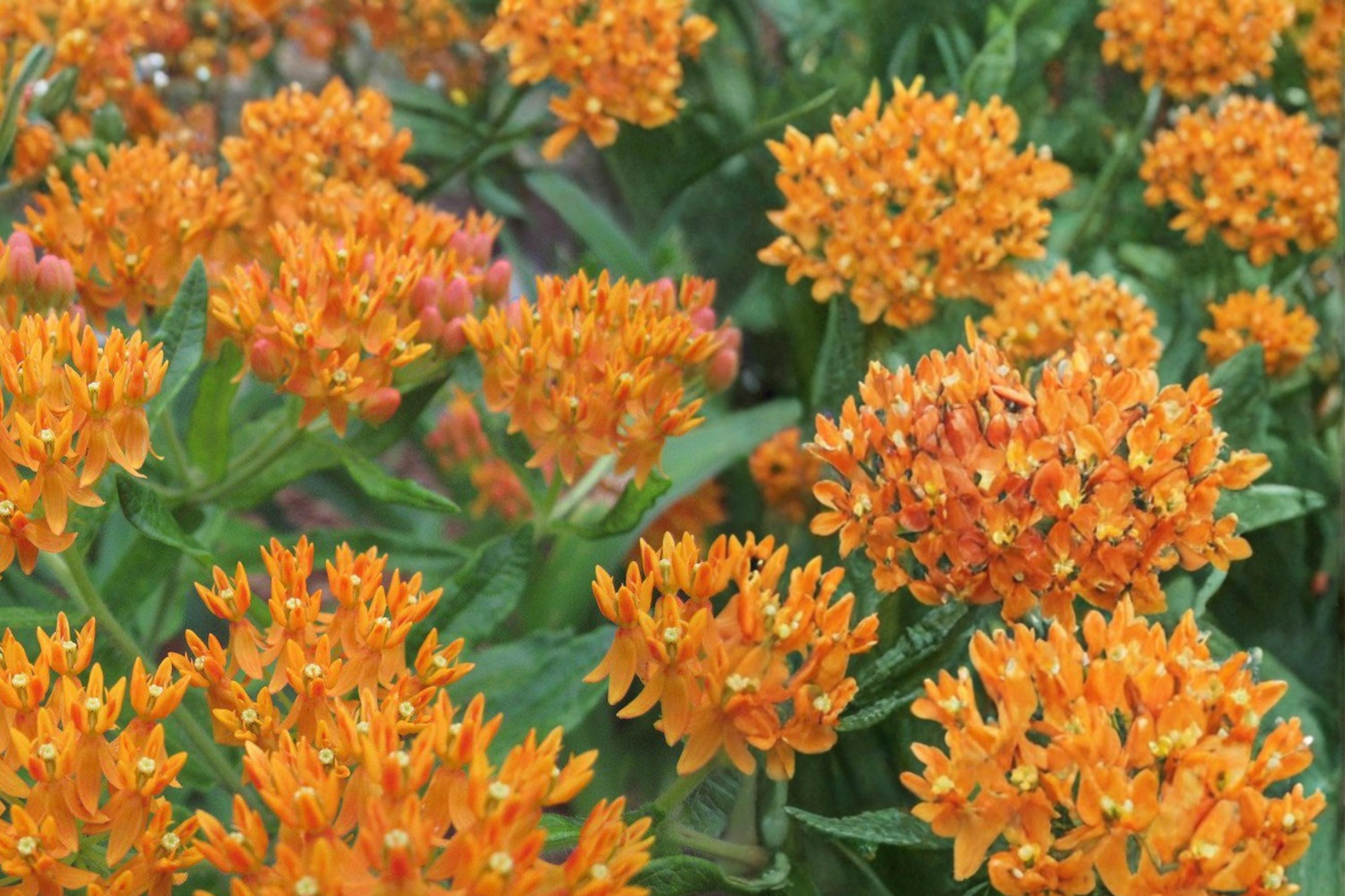 Butterfly Weed Seeds – Asclepias tuberosa – Native Perennial with Bright Orange Flowers for Pollinator Gardens