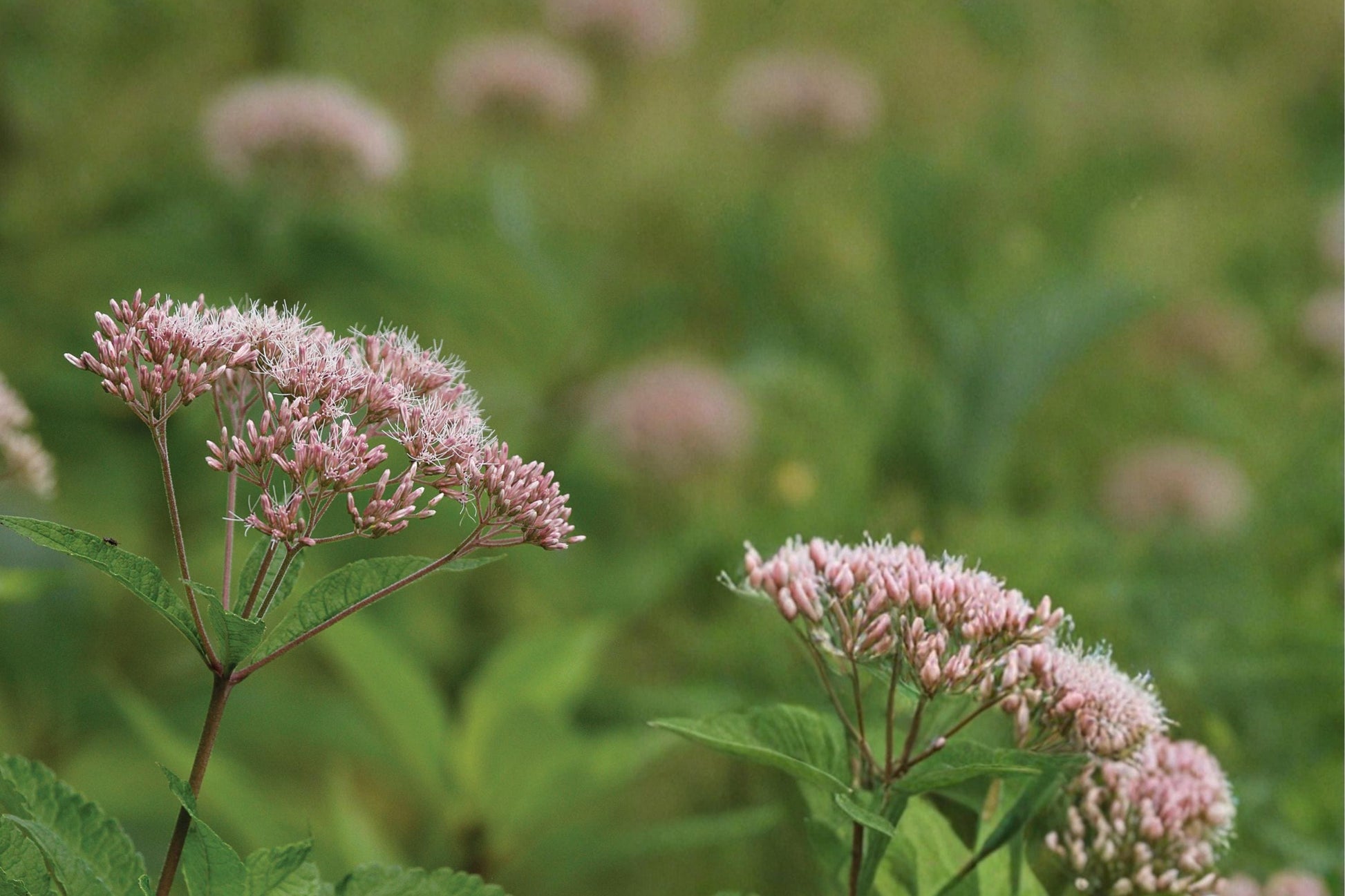 Hollow Joe Pye Weed Seeds – Eutrochium fistulosum Perennial with Mauve Pink Flowers, Wetland & Meadow Plant Seed