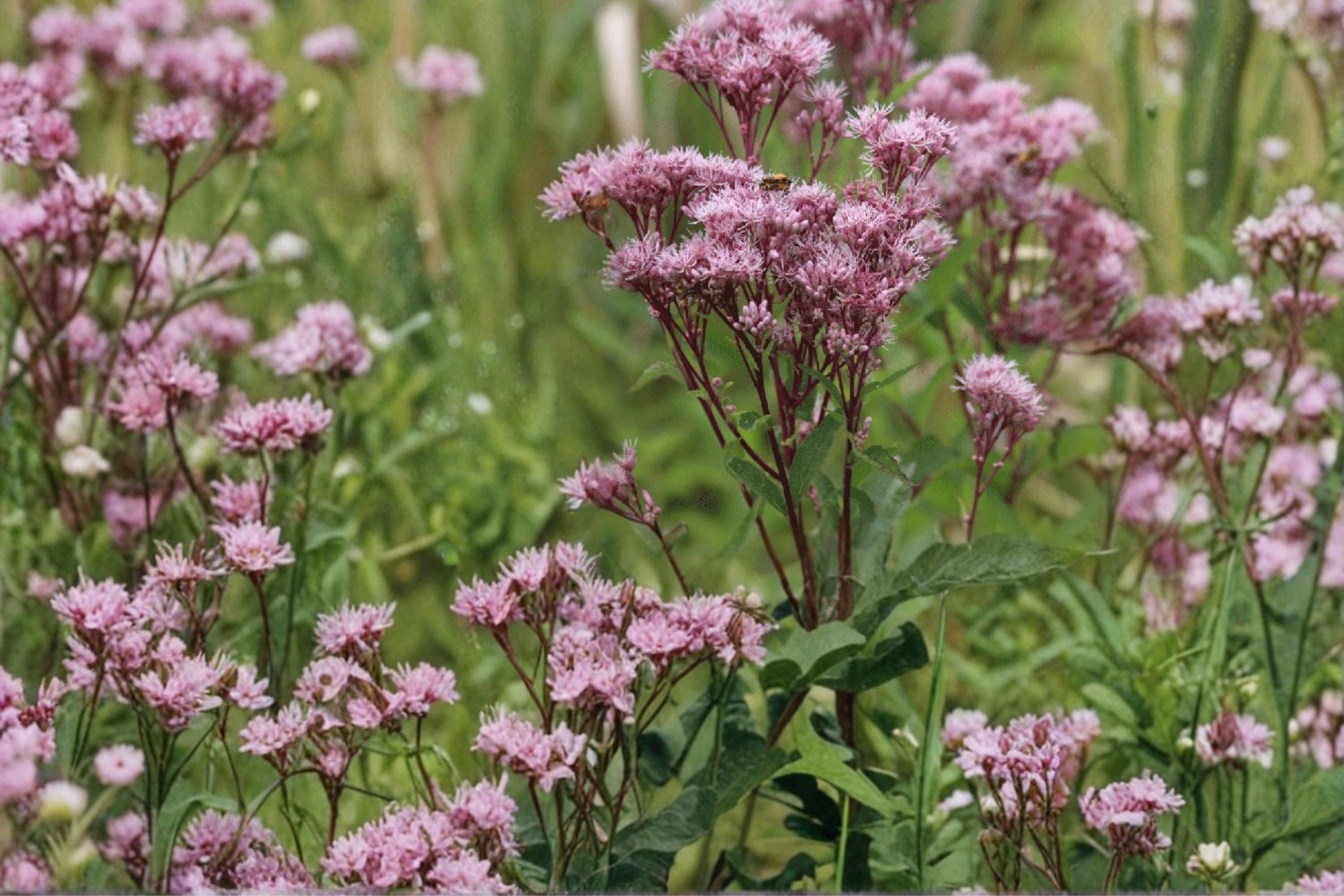 Joe Pye Weed Seeds – Eutrochium maculatum, Pink Mauve Perennial for Borders & Meadows, Native Wildflower Seed