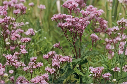 Joe Pye Weed Seeds – Eutrochium maculatum, Pink Mauve Perennial for Borders & Meadows, Native Wildflower Seed