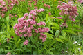 Purple Joe Pye Weed Seeds – Eutrochium purpureum, Perennial Herbaceous Plant with Pink to Purple Flower Clusters