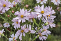 Drummond Aster Seeds 100 Pack – Symphyotrichum drummondii Herbaceous Perennial with Lavender Flowers for Borders & Prairie Gardens