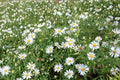 Shining Aster Seeds 100 Pack – Symphyotrichum firmum Native Perennial with Pale Lavender Blue Flowers for Meadow & Wetland Gardens