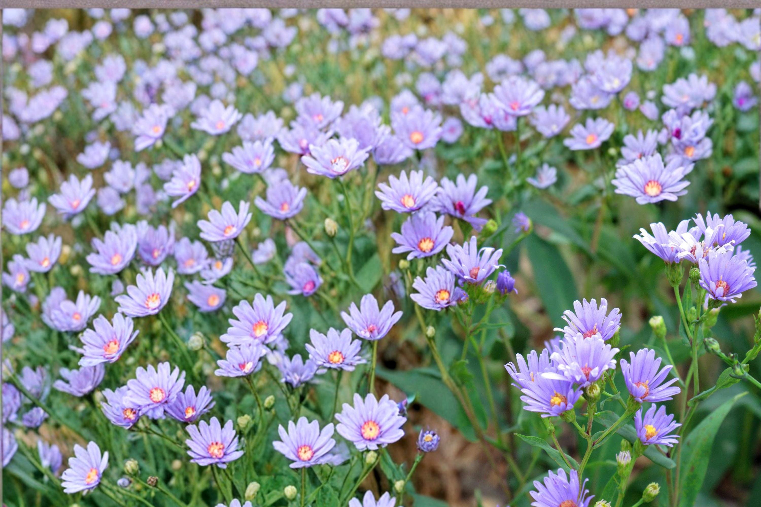 Smooth Blue Aster Seeds – Symphyotrichum laeve, Native Perennial with Blue Lavender Flowers, Herbaceous Garden Plant, Prairie & Border