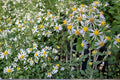 Crooked-Stemmed Aster Seeds 100 Pack – Symphyotrichum prenanthoides Native Perennial with Lavender Blue Flowers