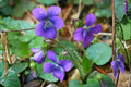 Common Blue Violet Seeds (Viola sororia) – Native Wildflower, Edible & Medicinal, Pollinator-Friendly, Ground Cover, Shade Plant