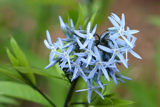 Ozark Bluestar Seeds (Amsonia illustris) – Native Perennial for Borders & Pollinator Gardens, Drought Tolerant, 10 Pack