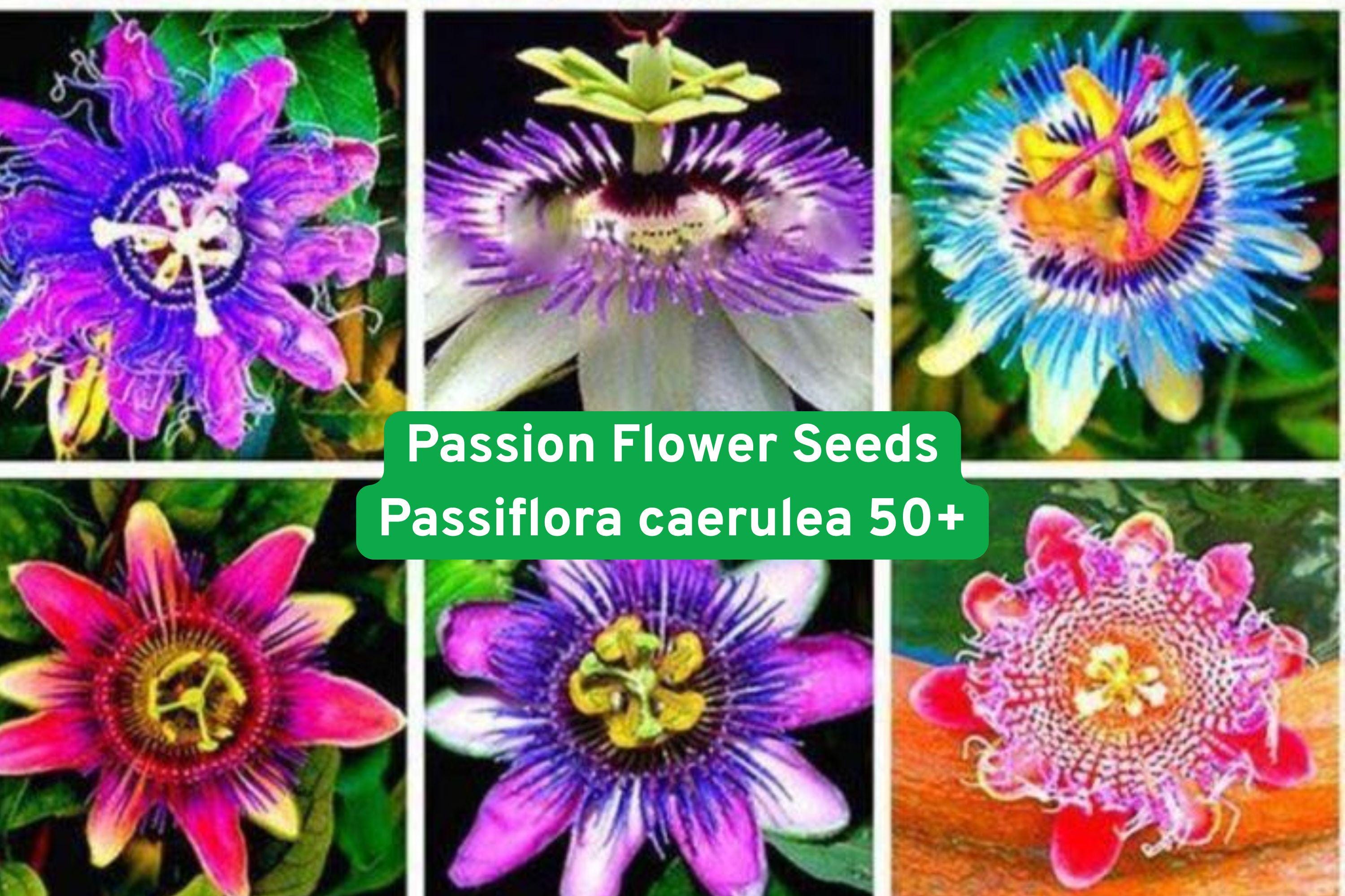 Passion Flower Seeds Passiflora caerulea – Exotic Climbing Vine with Blue, White, Purple Blooms, Pollinator-Friendly, 50+ Seeds