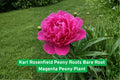 Peony Roots Bare Root Karl Rosenfield Magenta Fragrant Paeonia lactiflora Garden Plant