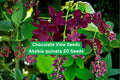 Chocolate Vine Seeds Akebia quinata – Climbing Fragrant Flowering Vine for Garden Trellises & Fences