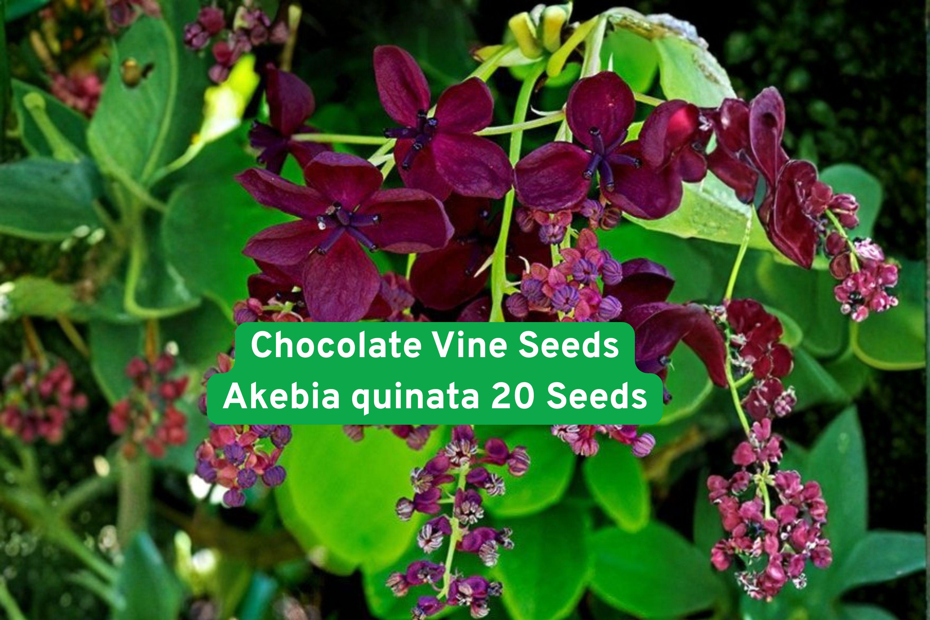 Chocolate Vine Seeds Akebia quinata – Climbing Fragrant Flowering Vine for Garden Trellises & Fences