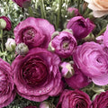 Purple Ranunculus Bulbs – Peony-Style Blooms, Flowering Bulb, Ranunculus asiaticus, Spring & Fall Planting