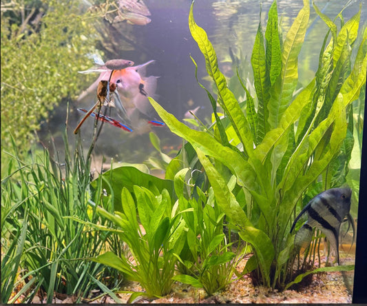Java Fern Live Aquarium Plants 3 Pack Bare Root Microsorum Pteropus Freshwater Easy Care for Beginners