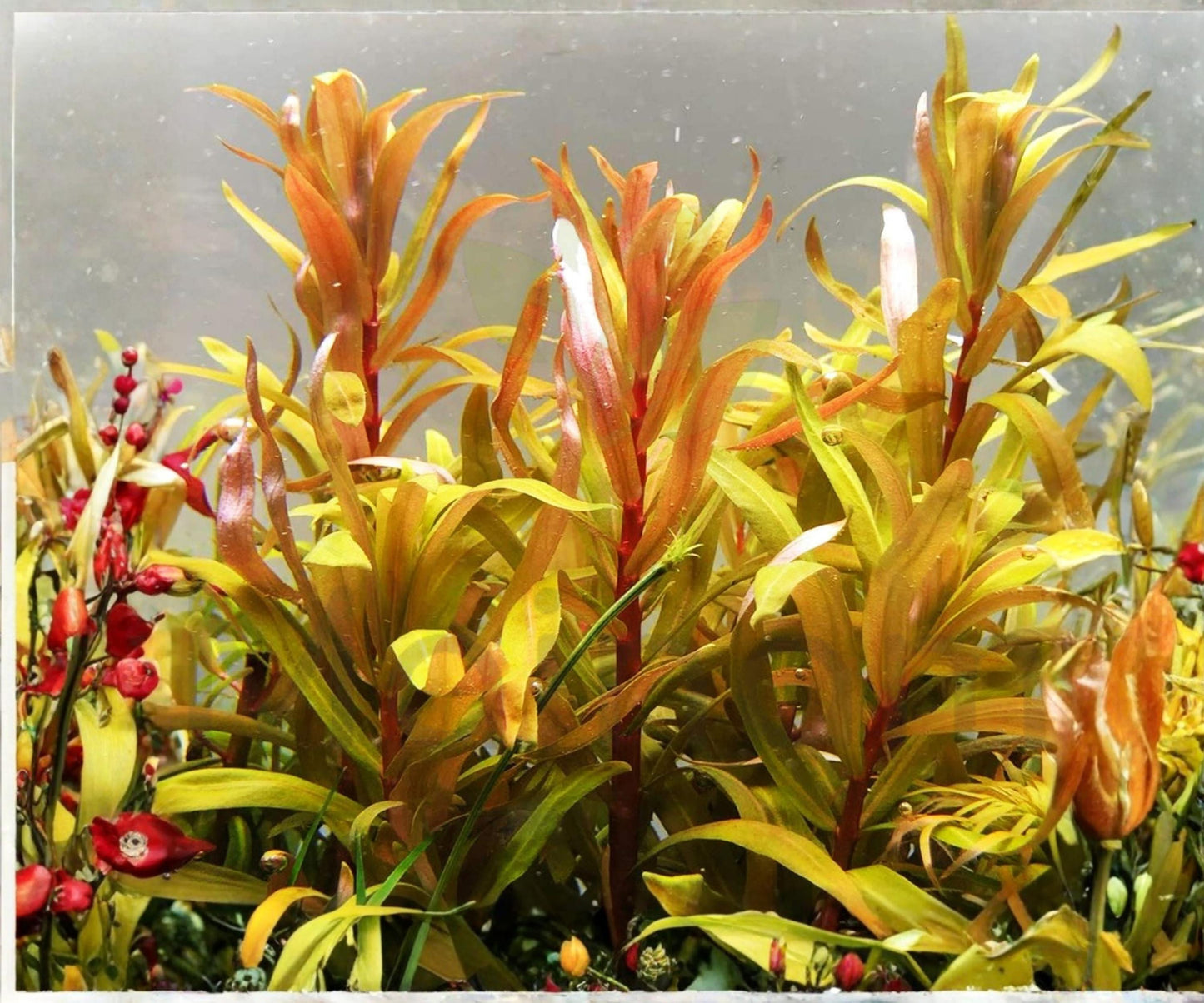 Nesaea Pedicellata Golden Live Aquarium Plant Stem, Freshwater, Red and Gold Colors, High-Light, Advanced Aquascape