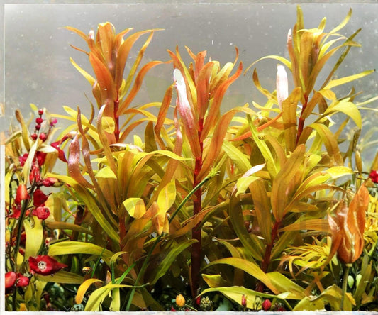 Nesaea Pedicellata Golden Live Aquarium Plant Stem, Freshwater, Red and Gold Colors, High-Light, Advanced Aquascape