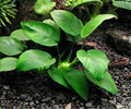 Anubias Barteri Live Aquarium Plant | Low Light Freshwater Rhizome for Aquascape | Hardy, Easy Care, Beginner Friendly