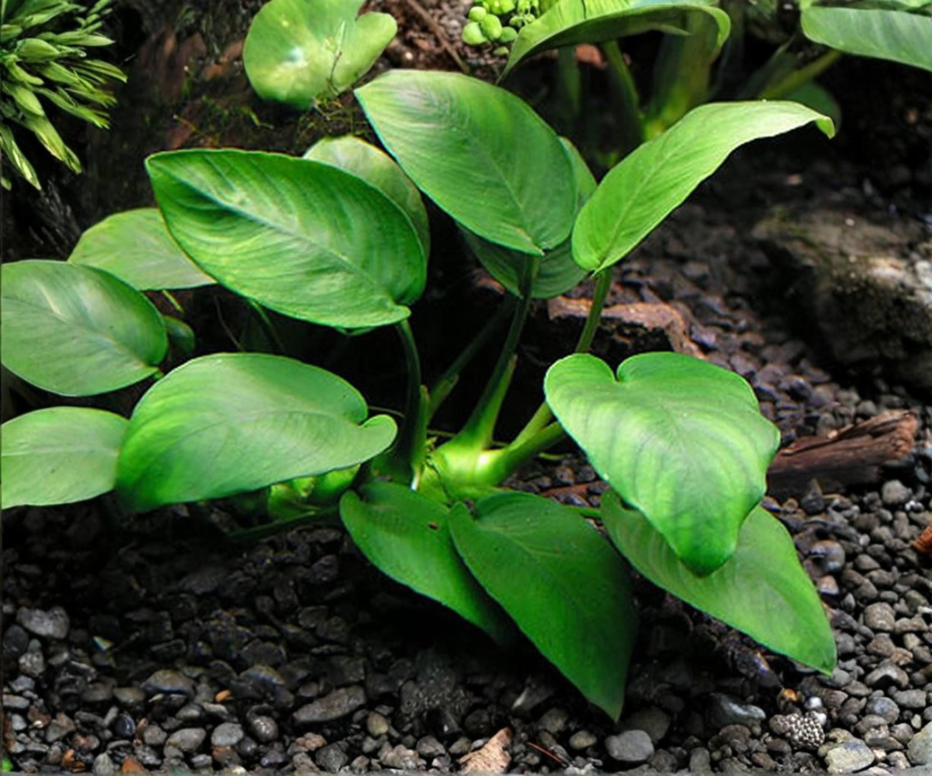 Anubias Barteri Live Aquarium Plant | Low Light Freshwater Rhizome for Aquascape | Hardy, Easy Care, Beginner Friendly