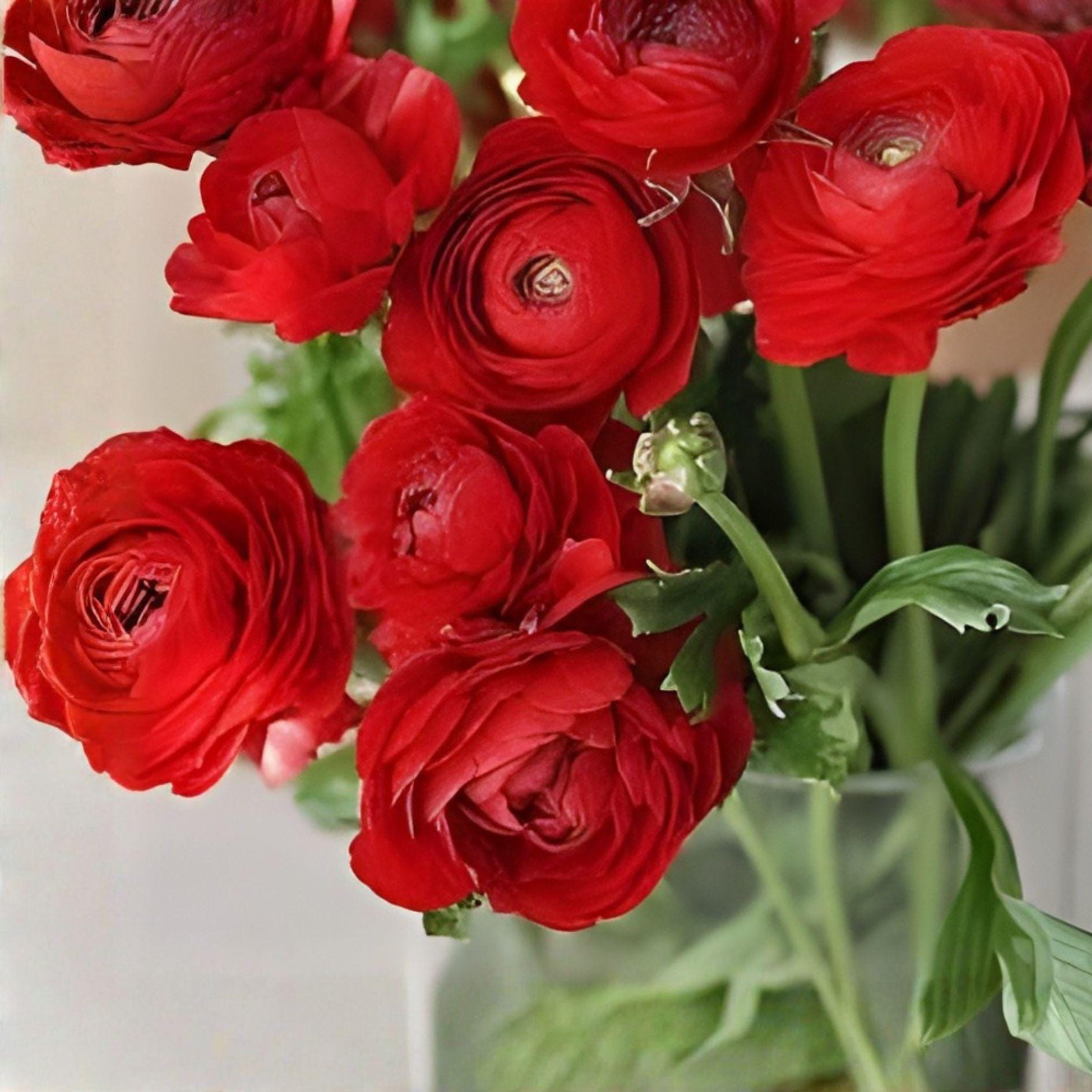 Red Ranunculus Bulbs – 10 Flowering Bulbs for Fall & Spring Planting – Ranunculus asiaticus