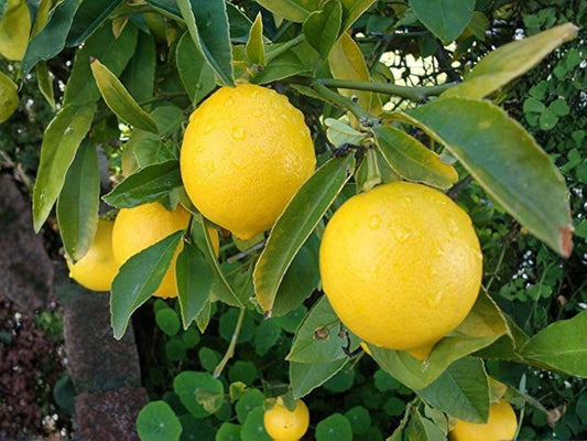 Hardy Lemon Tree Seedling | Cold-Tolerant Citrus Hybrid | Edible Fruit & Fragrant Blossoms | Citrus limon × Poncirus trifoliata